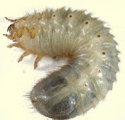 Larve de cétoine Larve de cétoine