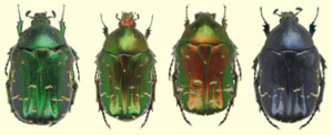 Variations colorées de Cetonia carthami