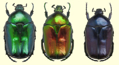 Variations colorées d'Eupotosia affinis Variations colorées d'Eupotosia affinis