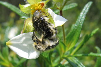 Accouplement de Tropinota squalida Accouplement de Tropinota squalida
