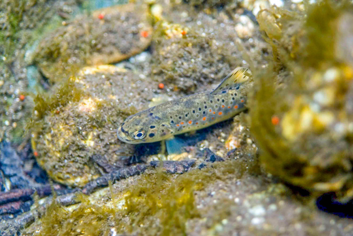 ©J.L. Teyssié ©J.L. Teyssié