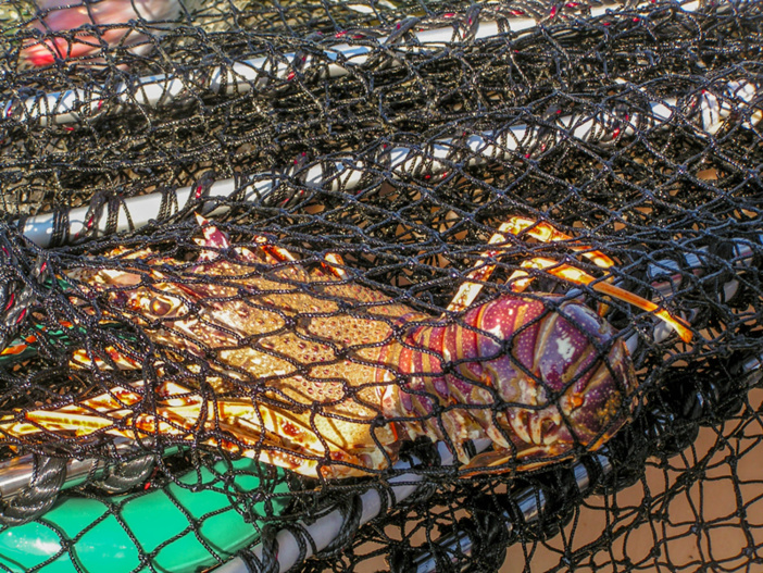 Langouste prise dans une nasse