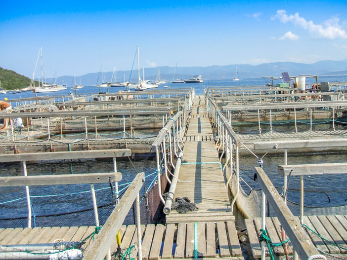 Ferme marine de Campomoro