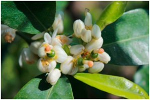 Fleurs de clémentiniers