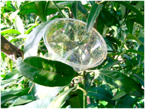 Lâcher d'auxiliaires de culture dans le cadre de la lutte biologique Lâcher d'auxiliaires de culture dans le cadre de la lutte biologique