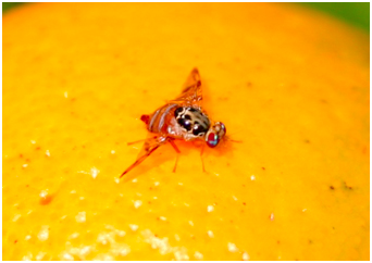 Mouche méditerranéenne des fruits