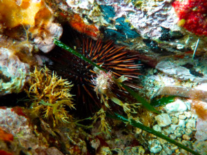 Studiu biulogicu è piscarecciu nant'à u zinu, 2014 Studiu biulogicu è piscarecciu nant'à u zinu, 2014