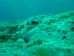 Oursin et padine Oursin et padine