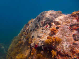 Oursin et cystoseira facies de surpaturage Oursin et cystoseira facies de surpaturage