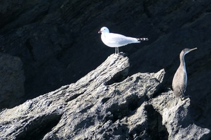 Goéland d'audouin et cormoran huppé dans la Réserve Naturelle des Iles du Cap Corse - © Office de l'Environnement de la Corse