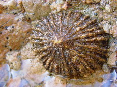 Patella ferruginea