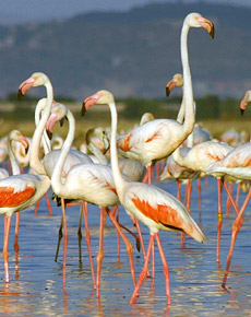 Flamand roses