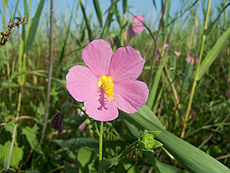 Hibiscus