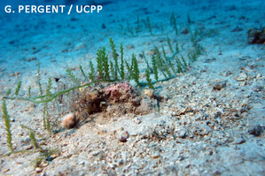 A rete "Alien Corsica"
