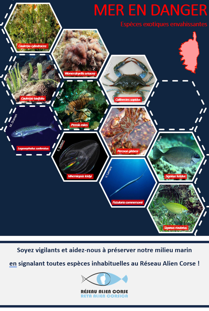 A rete "Alien Corsica" A rete "Alien Corsica"