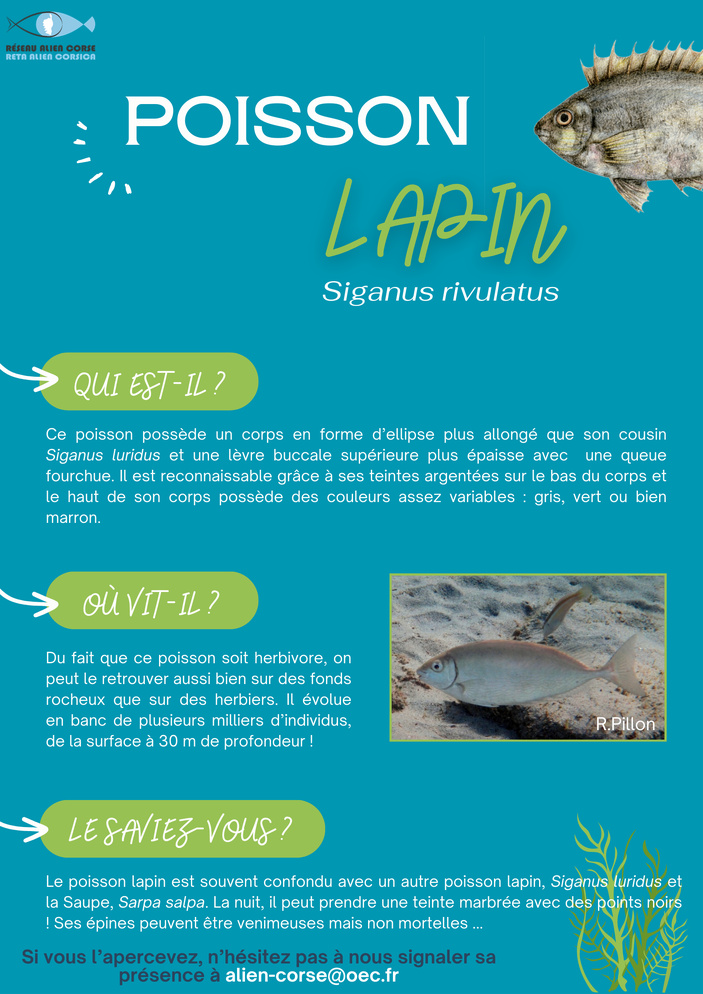 Fiche de signalisation ALIEN du poisson-lapin, Siganus rivulatus