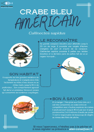 A rete "Alien Corsica" A rete "Alien Corsica"