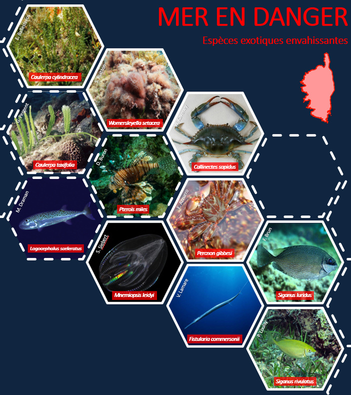 A rete "Alien Corsica" A rete "Alien Corsica"