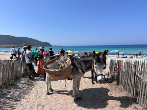 L’Office de l’Environnement de la Corse mobilisé pour le nettoyage de la plage de Capo di Feno