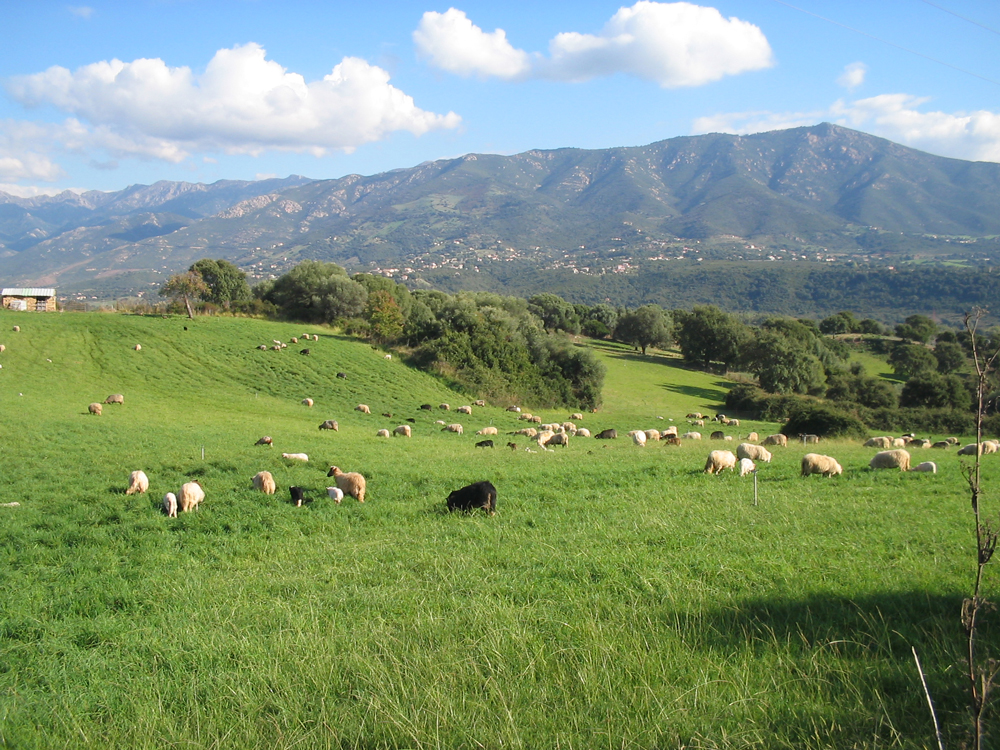 Prairie pâturée par des ovins