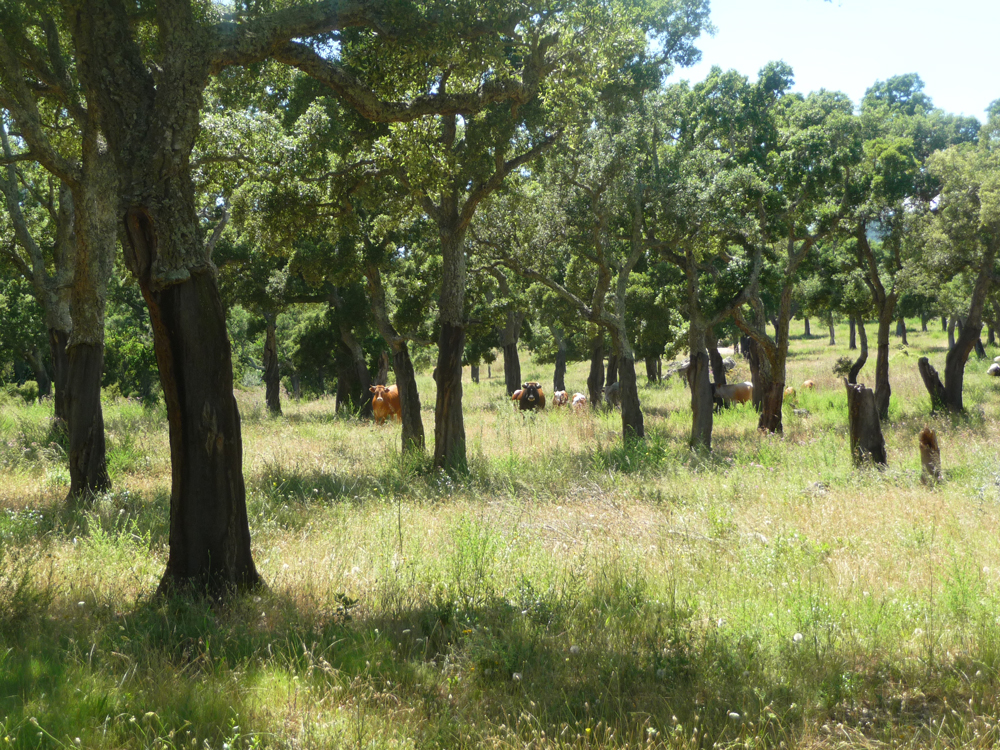 Prairie sous suberaie pâturée par des bovins