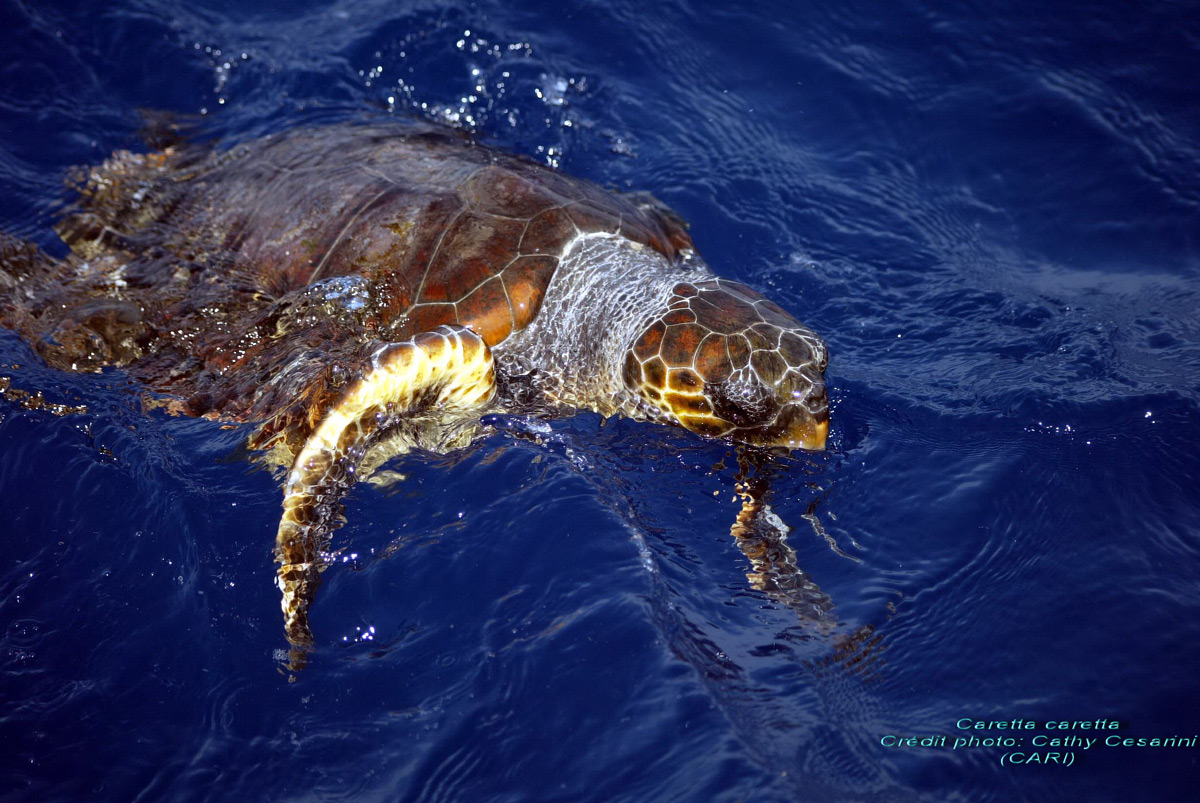 Tortue caouanne © C. Cesarini/CARI