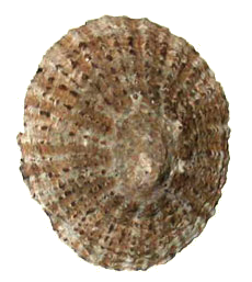 A patella gigante