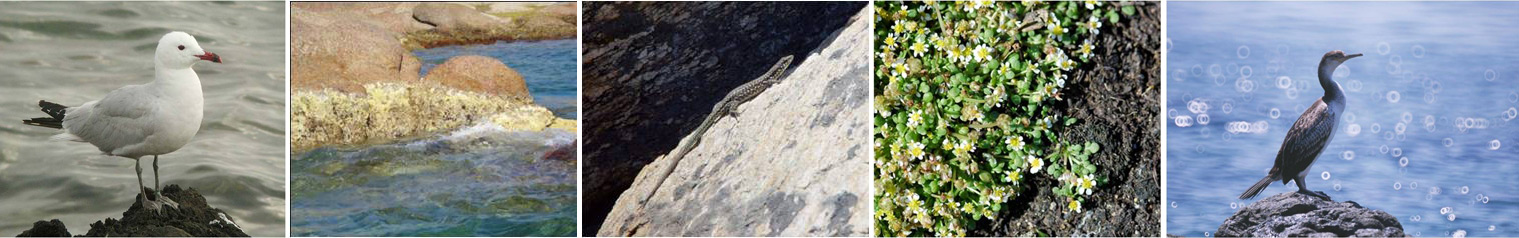 Création de la réserve naturelle des îles du Cap Corse