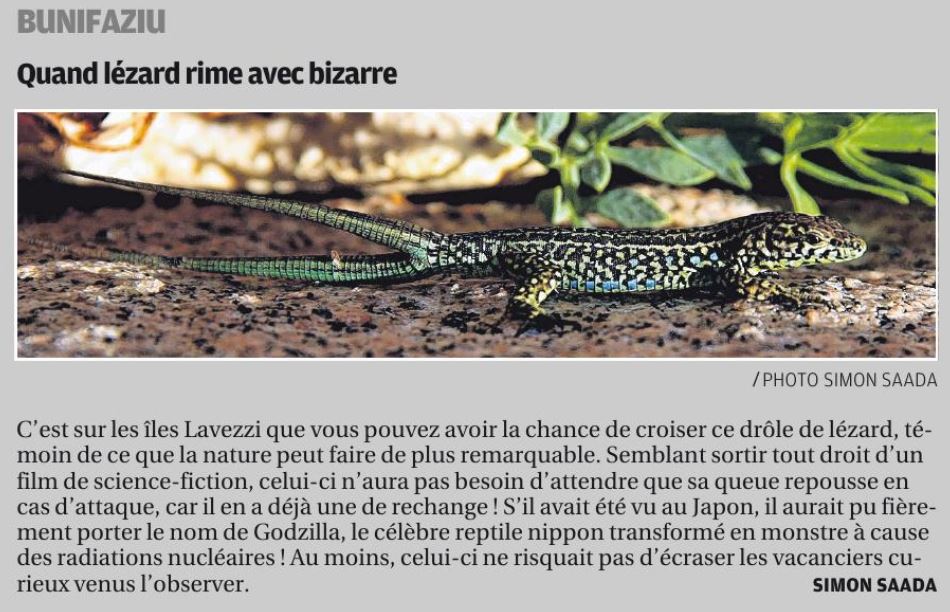Quand lézard rime avec bizarre