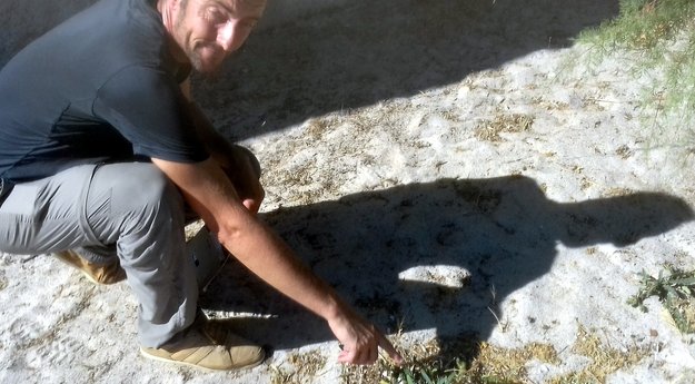 La survie de la buglosse crépue menacée en Corse