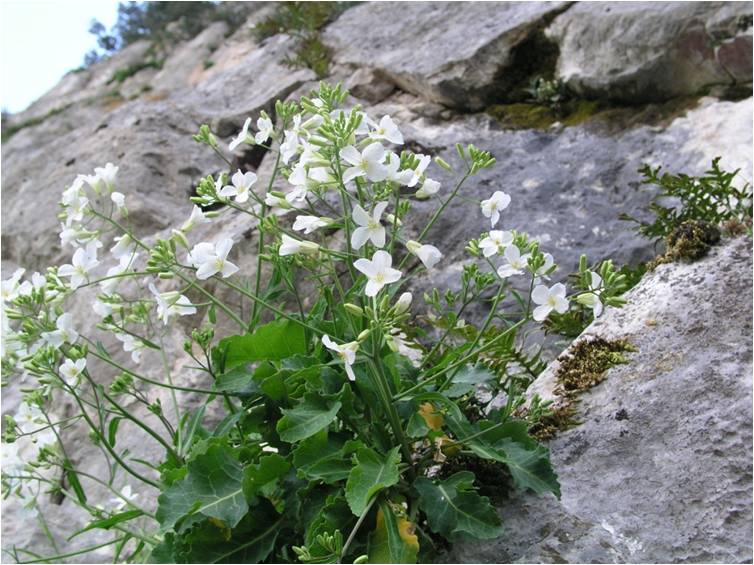 Les actions du CBNC dans le cadre du programme Care Mediflora Les actions du CBNC dans le cadre du programme Care Mediflora