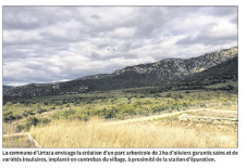 750 Oliviers corses à la reconquête du maquis