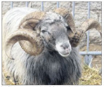 Une belle exposition du bélier corse