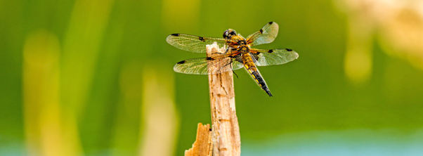 Atlas de la biodiversité communale : L'AFB a sélectionné 47 collectivités