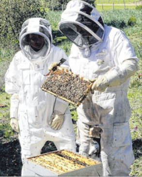 Les apiculteurs face à la baisse des rendements des ruches