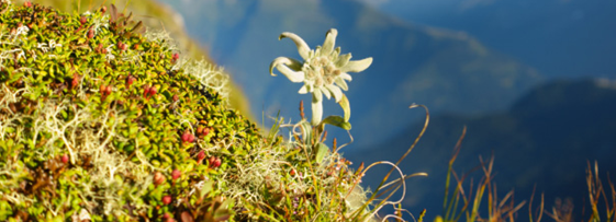 Déclin de la biodiversité : plus de 500 experts du monde entier lancent un appel historique