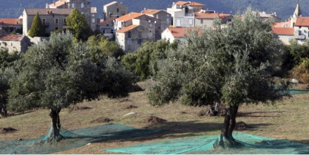 La bactérie "tueuse d'oliviers" détectée pour la première fois sur des arbres en Corse