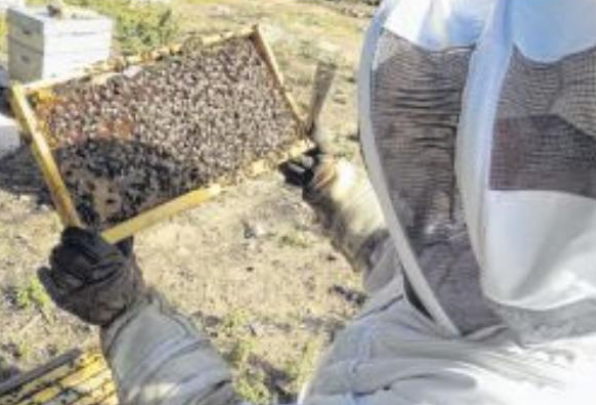 La menace d'Aethina tumida se rapproche des ruches corses