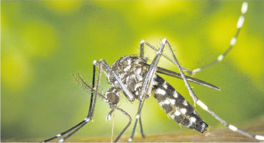 Le moustique tigre prêt à mordre ?