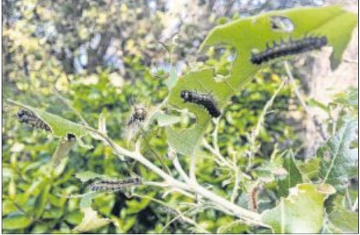  Le Bombyx disparate envahit les chênaies de l'Extrême-Sud