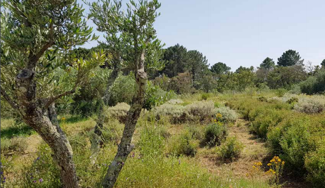 Le jardin des plantes du maquis prend vie