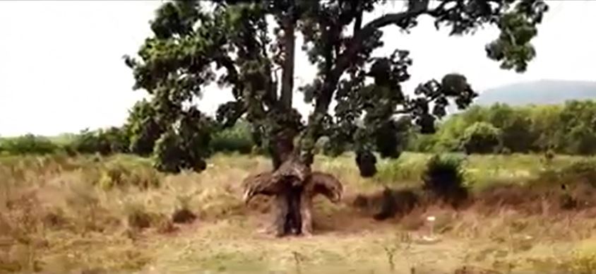 Arbur’acellu ” L’arbre-oiseau “