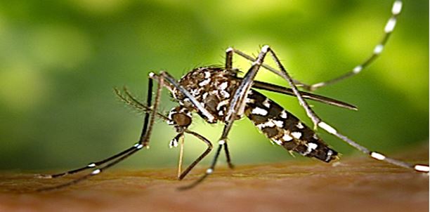 Suspicion d'un cas de Dengue, Zika, ou Chikungunya en Corse-du-Sud 