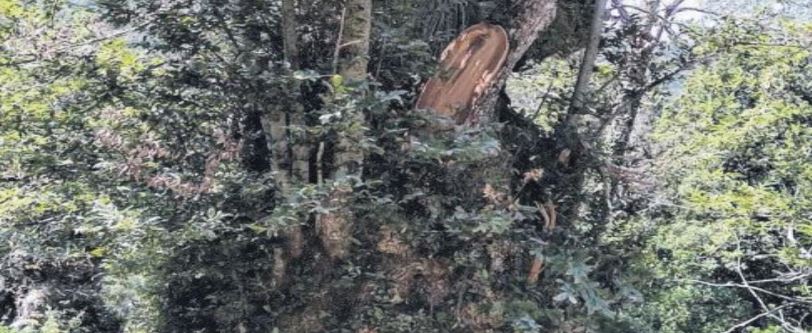 Le chataîgnier de Pianellu, arbre de l'année 2015, maltraité