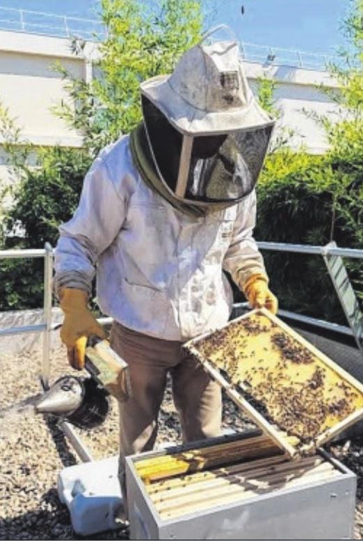 Du miel et des abeilles sur les toits du Sofitel