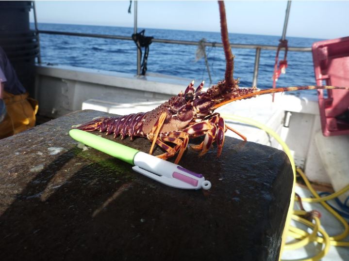 Moonfish, la recherche scientifique de l'Université de Corse /CNRS au service d'une pêche durable en Méditerranée