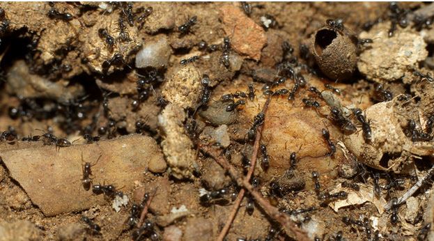 Chaleur, humidité, déchets : l'été rêvé des fourmis invasives