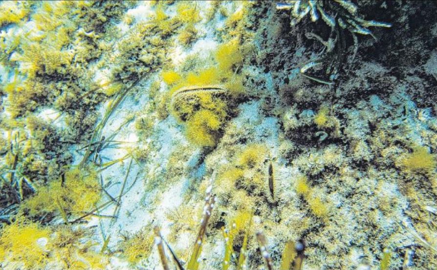 La grande nacre décimée par un virulent parasite