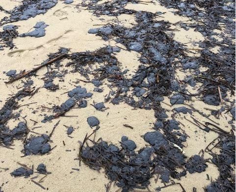 Collision au large du Cap Corse : 8 communes et 24 plages souillées par des boulettes de pétrole