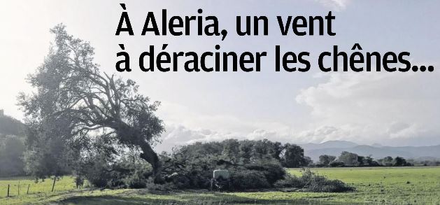 À Aleria, un vent à déraciner les chênes ...